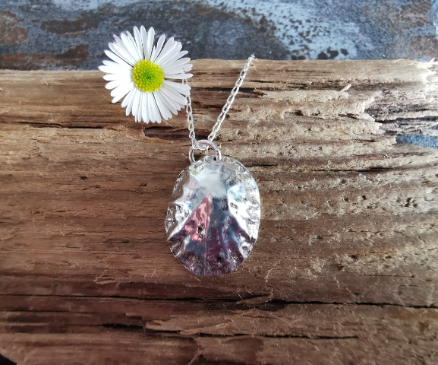 Fine silver limpet shell on driftwood